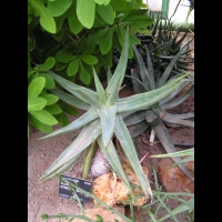 Aloe Striata x Borziana (fam Asphodelacees) (Hybride) (Lyon, Parc de la tete d'or) (2)